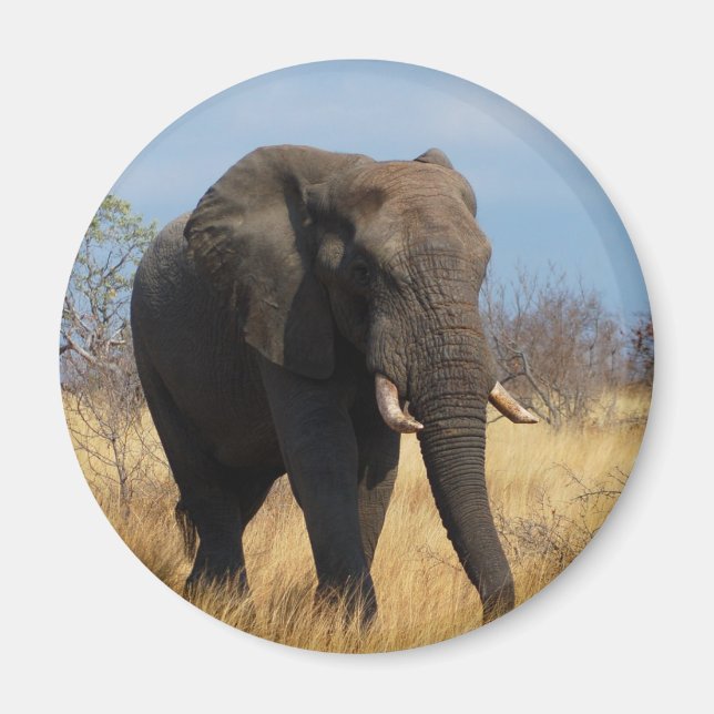 Imã Elefante Africano (Frente)