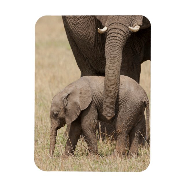 Ímã Elefante africano bebê com a mãe (Vertical)