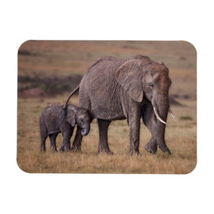 Ímã Elefante africano com bebê