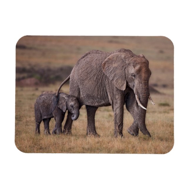 Ímã Elefante Africano com Bebê (Horizontal)