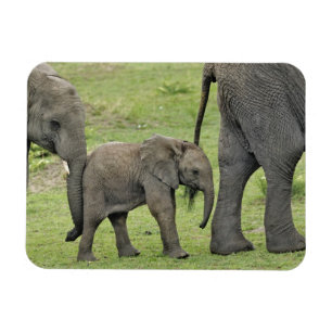 Ímã Elefante Africano Fêmea com Bebê