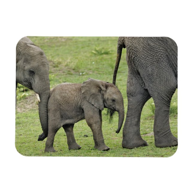 Ímã Elefante Africano Fêmea com Bebê (Horizontal)