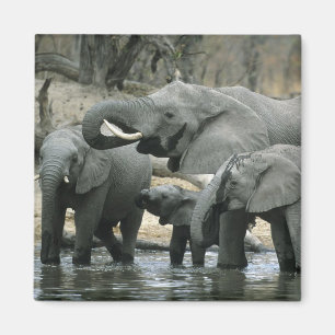 Imã Elefante-africano, (Loxodonta africana), bebendo