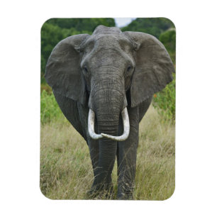 Ímã Elefante-africano loxodonta, Masai Mara Game