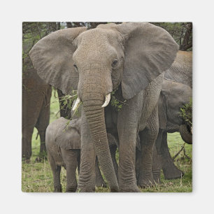 Imã Elefante Africano   Manada