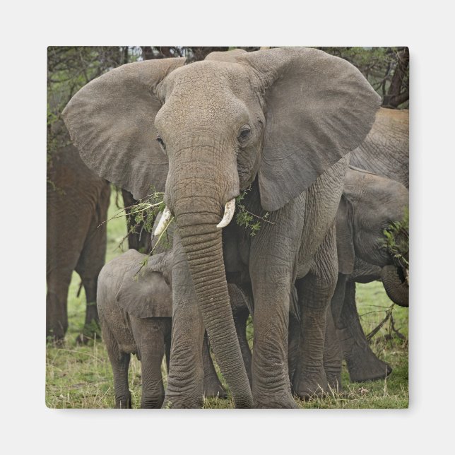 Imã Elefante Africano | Manada (Frente)