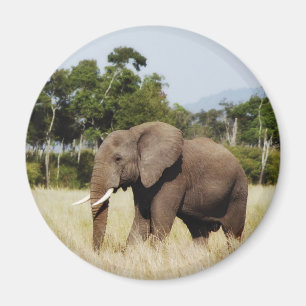 Imã Elefante africano no Masai ímã de Mara, Kenya