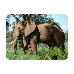 Ímã Elefante Africano no Safari