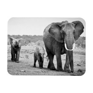 Ímã Elefante africano & vitelas   Kenya, África