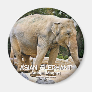 Imã Elefante Asiático