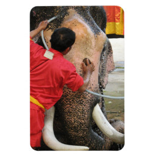 Ímã Elefante Bathtime... Ayutthaya, Tailândia