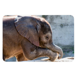 Ímã Elefante bebê