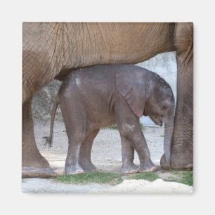 Imã Elefante bebê