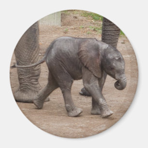 Imã Elefante bebê