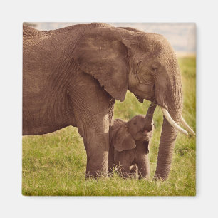 Imã Elefante & bebê das imagens   de Getty