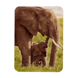 Ímã Elefante & bebê das imagens   de Getty