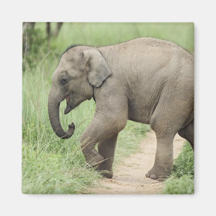 Imã Elefante bebê seguindo a mãe, Corbett