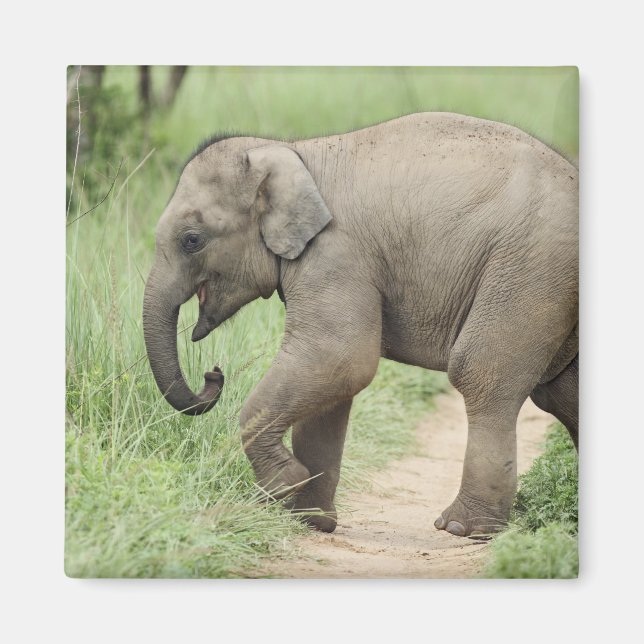 Imã Elefante bebê seguindo a mãe, Corbett (Frente)