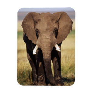 Ímã Elefante-da-savana-africano
