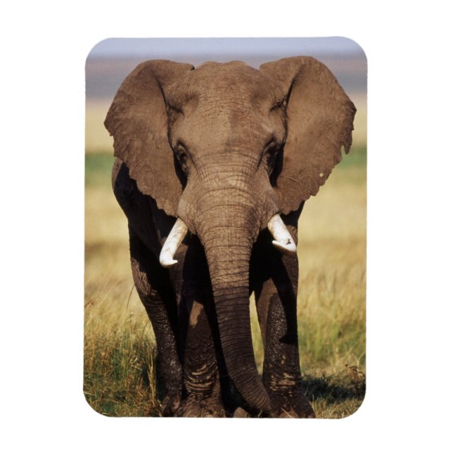 Ímã Elefante-da-savana-africano (Vertical)