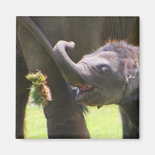 Imã Elefante do bebê