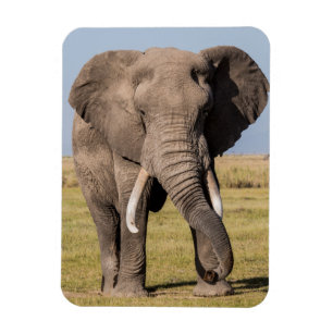 Ímã Elefante em uma Posição Agressiva