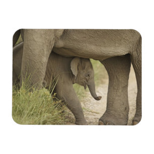 Ímã Elefante indiano / asiático e filhote, Corbett
