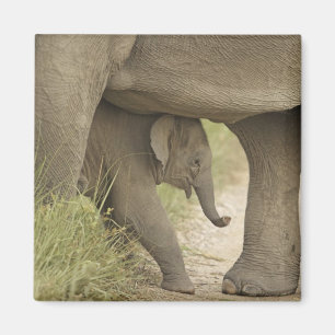 Imã Elefante indiano / asiático e filhote, Corbett