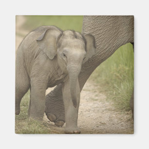 Imã Elefante indiano / asiático e filhote, Corbett 2