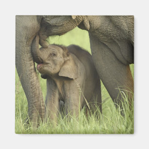 Imã Elefante indiano / asiático e filhote, Corbett 2