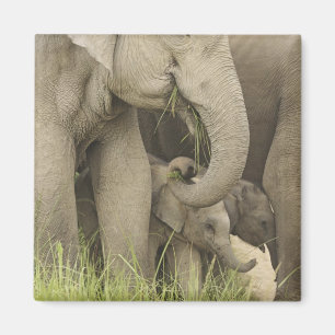 Imã Elefante indiano / asiático e filhote, Corbett 3