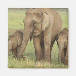 Imã Elefante Indiano Asiático e Filhotes