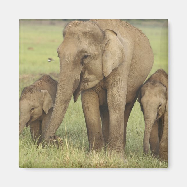 Imã Elefante Indiano Asiático e Filhotes (Frente)