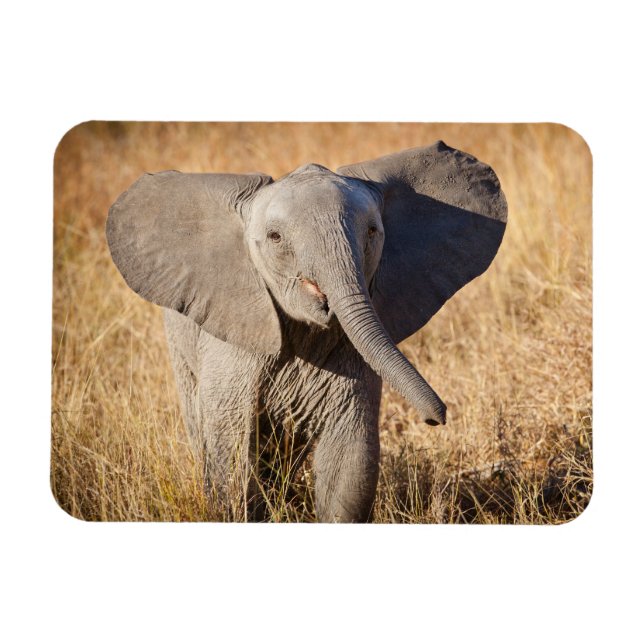 Ímã Elefante jovem da savana (Horizontal)