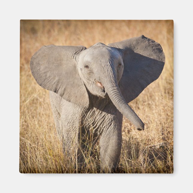 Imã Elefante jovem da savana (Frente)