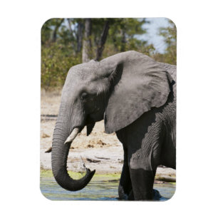 Ímã Elefante (Loxodonta africana), Canal Savute