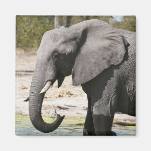 Imã Elefante (Loxodonta africana), Canal Savute