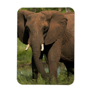Ímã Elefante (Loxodonta Africana), Hwange Nacional
