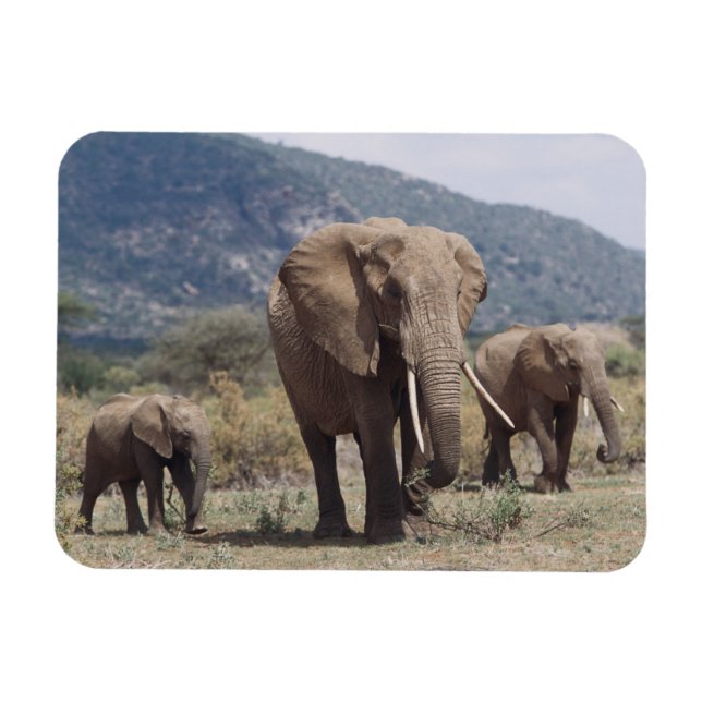 Ímã Elefante mãe andando com filhote de elefante (Horizontal)