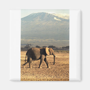 Imã Elefante na frente de Kilimanjaro