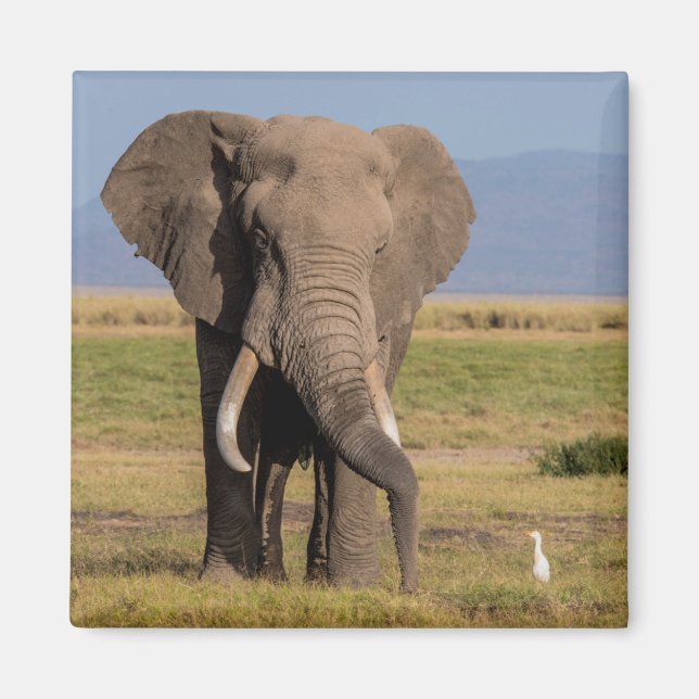 Imã Elefante Procurando (Frente)