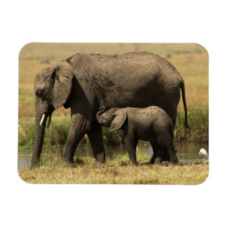Ímã Elefantes Africanos