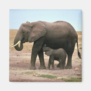 Imã Elefantes africanos - cuidados pequenos da vitela