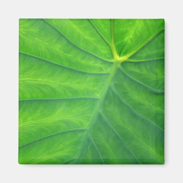 Imã Elefantes - Coloca (Frente)