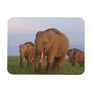 Ímã Elefantes Indianos na Grassland