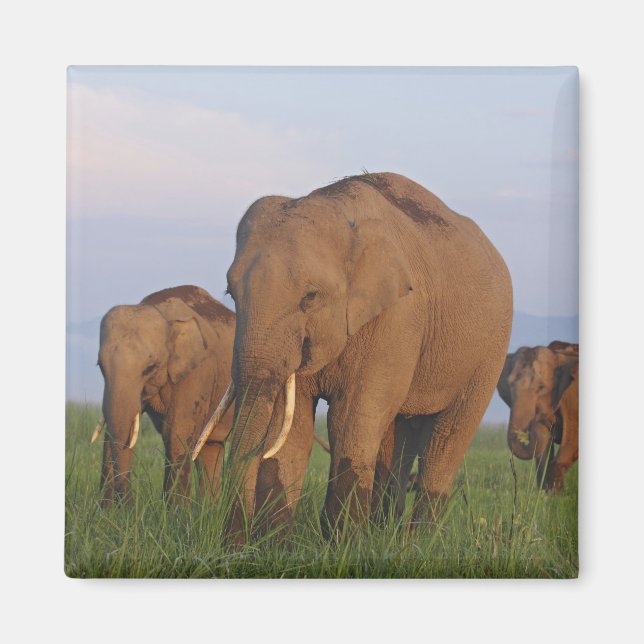 Imã Elefantes Indianos na Grassland (Frente)