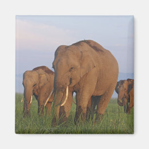 Imã Elefantes Indianos no prado, Corbett