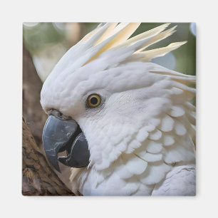 Imã Elegância em Branco: A Majestosa Cockatoo Aussie