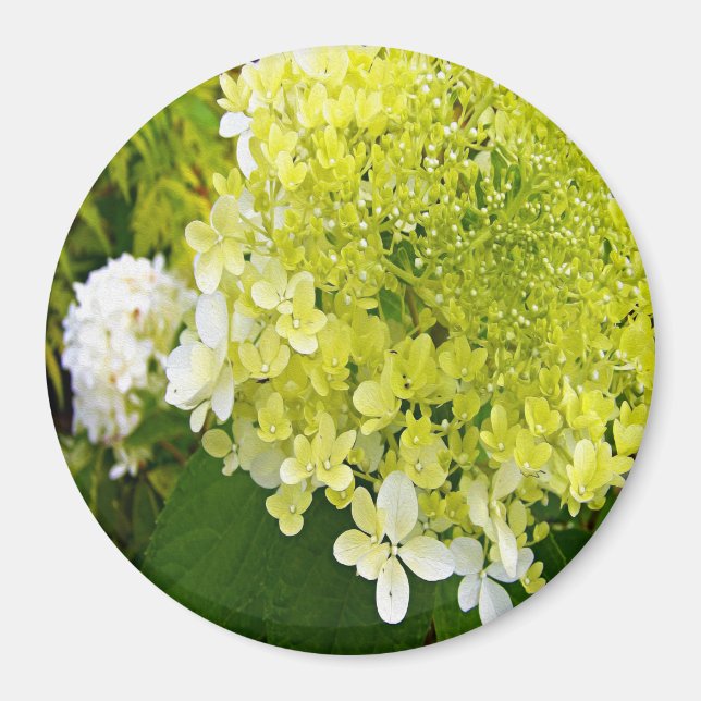 Imã Elegante Chartreuse Verdes (Frente)