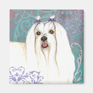 Imã Elegante maltês